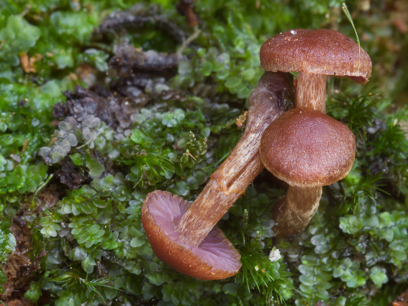 Cortinarius obscurosaniosus